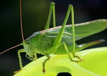 A lucky cricket,