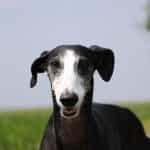 A black and white greyhound.