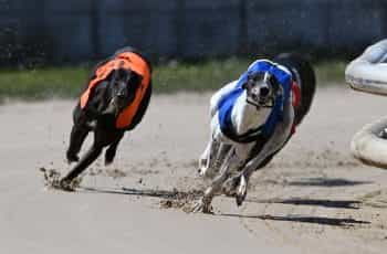 Greyhounds in action.